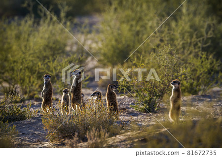 Meerkat in Kgalagadi transfrontier park, South Africa 81672735