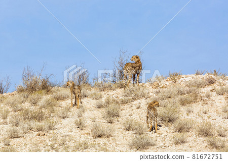 Cheetah in Kgalagadi transfrontier park, South Africa 81672751