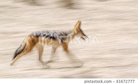 Black backed jackal in Kgalagadi transfrontier park, South Africa 81672777