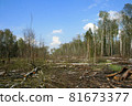 A clearing in a cut-down forest. The destroyed Khimki forest in Russia, the laying of the highway 81673377