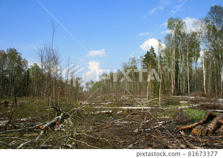 A clearing in a cut-down forest. The destroyed Khimki forest in Russia, the laying of the highway A clearing in a cut-down forest. The destroyed Khimki forest in Russia, the laying of the highway 81673377