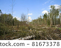 A clearing in a cut-down forest. The destroyed Khimki forest in Russia, the laying of the highway 81673378