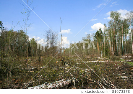 A clearing in a cut-down forest. The destroyed Khimki forest in Russia, the laying of the highway A clearing in a cut-down forest. The destroyed Khimki forest in Russia, the laying of the highway 81673378