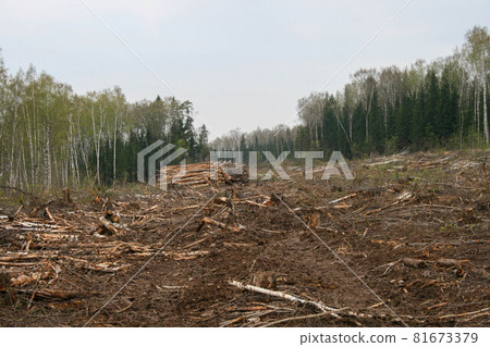 A clearing in a cut-down forest. The destroyed Khimki forest in Russia, the laying of the highway 81673379