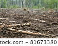 A clearing in a cut-down forest. The destroyed Khimki forest in Russia, the laying of the highway 81673380