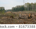 A clearing in a cut-down forest. The destroyed Khimki forest in Russia, the laying of the highway 81673388