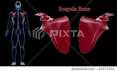 3d scapula anatomy