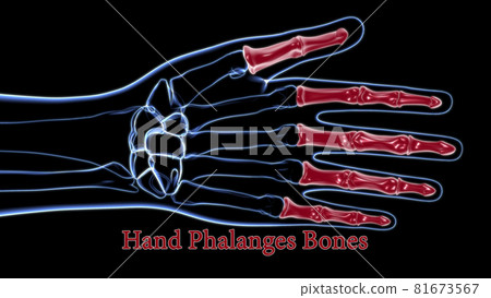 Human Skeleton Hand Phalanges Bone Anatomy For Medical Concept 3D 81673567