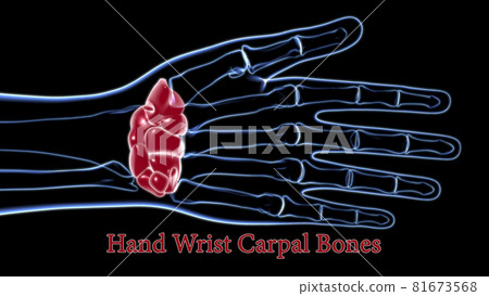 Human Skeleton Hand Wrist Carpals Bone Anatomy For Medical Concept 3D 81673568