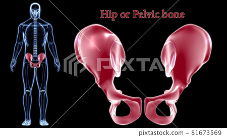 Human Skeleton Hip or Pelvic bone Anatomy For Medical Concept 3D Human Skeleton Hip or Pelvic bone Anatomy For Medical Concept 3D 81673569