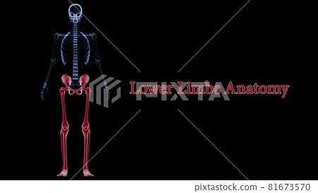 Human Skeleton Lower Limbs Anatomy 3D Human Skeleton Lower Limbs Anatomy 3D 81673570