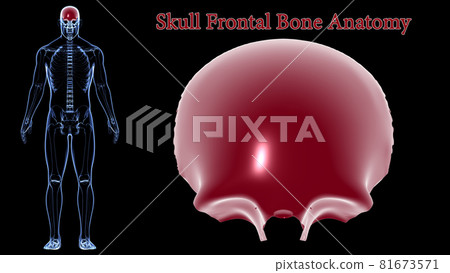 Human Skeleton Skull Frontal Bone Anatomy For Medical Concept 3D Human Skeleton Skull Frontal Bone Anatomy For Medical Concept 3D 81673571