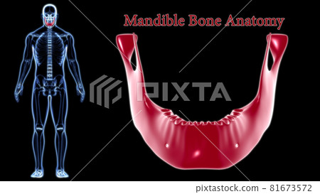 Human Skeleton Skull Mandible Bone Anatomy For Medical Concept 3D 81673572