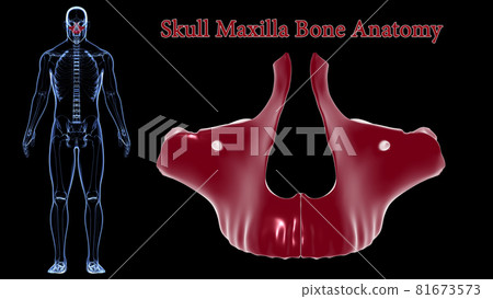 Human Skeleton Skull Maxillal Bone Anatomy For Medical Concept 3D 81673573