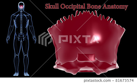 Human Skeleton Skull Occipital Bone Anatomy For Medical Concept 3D Human Skeleton Skull Occipital Bone Anatomy For Medical Concept 3D 81673574