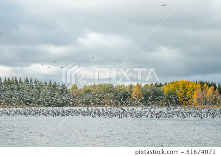 A big flock of barnacle gooses is taking off from the river Kymijoki. Birds are preparing to migrate south. 81674071