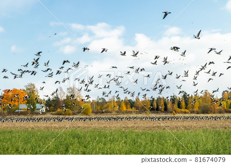 A big flock of barnacle gooses is flying above the field. Birds are preparing to migrate south. A big flock of barnacle gooses is flying above the field. Birds are preparing to migrate south. 81674079
