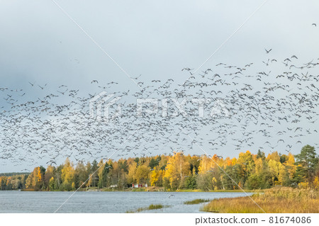A big flock of barnacle gooses is flying above the river Kymijoki. Birds are preparing to migrate south. A big flock of barnacle gooses is flying above the river Kymijoki. Birds are preparing to migrate south. 81674086