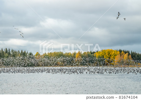 A big flock of barnacle gooses is taking off from the river Kymijoki. Birds are preparing to migrate south. A big flock of barnacle gooses is taking off from the river Kymijoki. Birds are preparing to migrate south. 81674104