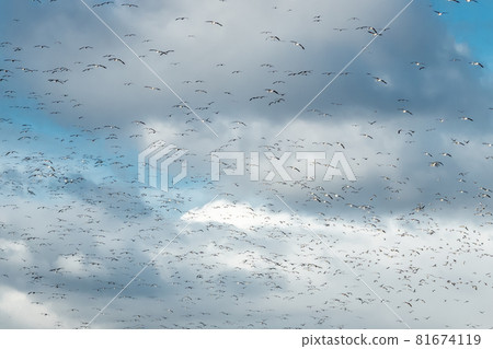 A big flock of barnacle gooses is flying on a blue sky background. Birds are preparing to migrate south. A big flock of barnacle gooses is flying on a blue sky background. Birds are preparing to migrate south. 81674119