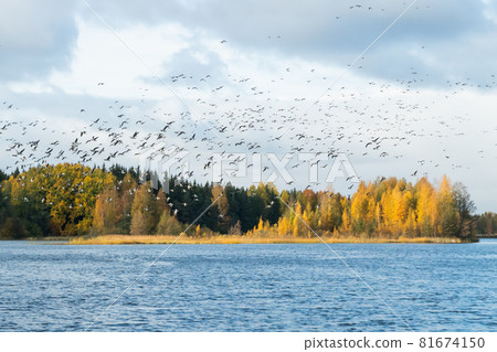 A big flock of barnacle gooses is flying above the river Kymijoki. Birds are preparing to migrate south. A big flock of barnacle gooses is flying above the river Kymijoki. Birds are preparing to migrate south. 81674150