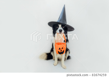 Trick or Treat concept. Funny puppy dog border collie in halloween hat witch costume holding pumpkin basket in mouth isolated on white background. Preparation for Halloween party. 81674259