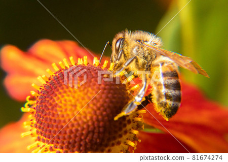 Honey bee covered with yellow pollen drink nectar, pollinating flower. Inspirational natural floral spring or summer blooming garden background. Life of insects, Extreme macro close up selective focus 81674274
