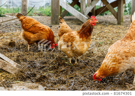 Free range chicken on organic animal farm freely grazing in yard on ranch background. Hen chickens graze on natural eco farm. Modern animal livestock and ecological farming. Animal rights concept. 81674301