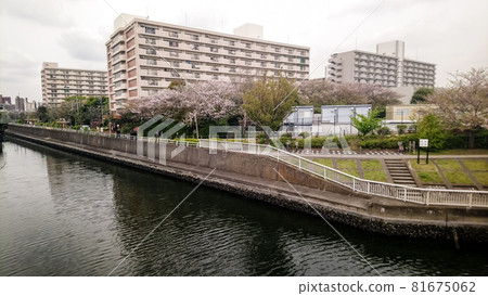東京大森市郊,櫻花盛開的河邊公寓小鎮 東京大森市郊,櫻花盛開的河邊公寓小鎮 81675062