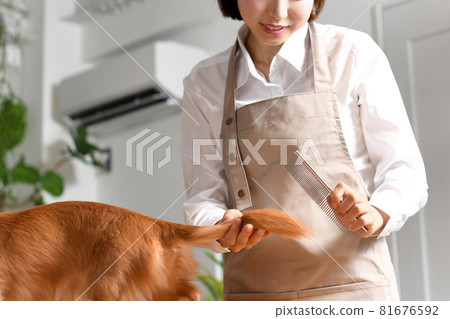年輕女子修剪器修剪狗(寵物) 年輕女子修剪器修剪狗(寵物) 81676592