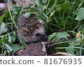 Hedgehog in a green grass. Wild animals. 81676935