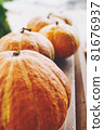 Pumpkin harvest. 81676937