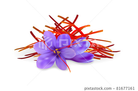 Realistic purple crocus flowers with saffron pestles pile. Dried spice threads illustration. 81677161