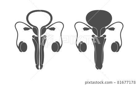 Male human reproductive system symbol. Reproductive organ with cross section and whole view icon. 81677178