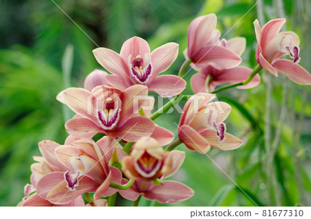 Phalaenopsis orchids bloom at the botanical greenhouse. Tropical floral background. Phalaenopsis orchids bloom at the botanical greenhouse. Tropical floral background. 81677310
