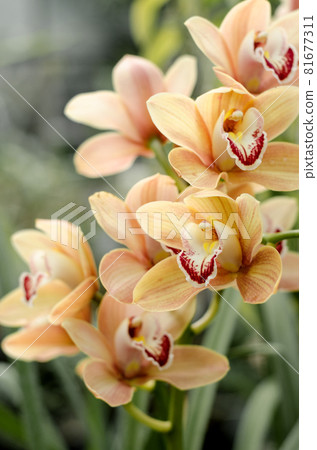 Phalaenopsis orchids bloom at the botanical greenhouse. Tropical floral background. Phalaenopsis orchids bloom at the botanical greenhouse. Tropical floral background. 81677311