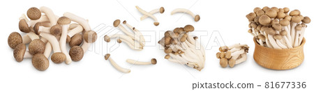 Brown beech mushrooms or Shimeji mushroom isolated on white background. Set or collection 81677336