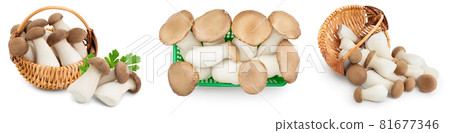 King Oyster mushroom or Eringi isolated on white background . Set or collection King Oyster mushroom or Eringi isolated on white background . Set or collection 81677346