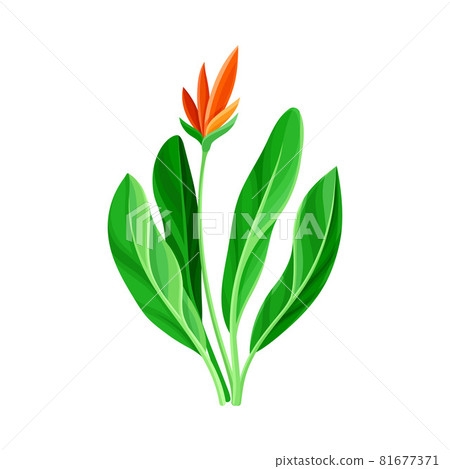 Green Tropical Plant with Red Flower as Nature Element Vector Illustration 81677371