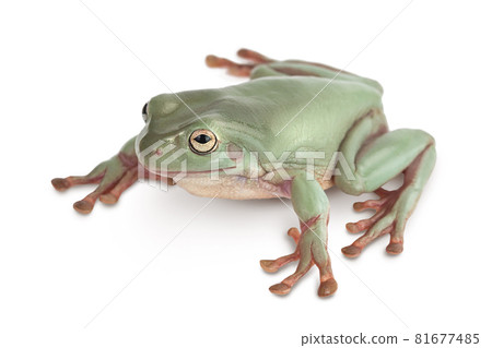 The Australian green tree frog isolated on white background with clipping path and full depth of field The Australian green tree frog isolated on white background with clipping path and full depth of field 81677485