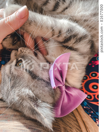 Cute scottish cat, beautiful domestic cat 81677800