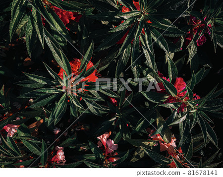 Impatiens balsamine. Plants originating from South Asia and Southeast Asia. Annual or biennial plant with red flowers. Toned. 81678141