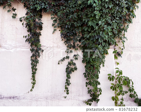green, leaf, wall 81678232