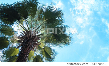 Coconut Palm tree with blue sky,beautiful tropical background.holiday vacation concept idea background 81678459