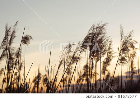 Pampas grass in the sky background. Abstract natural background of soft plants Cortaderia selloana. Plants Holcus Lanatus similar to feather dusters. 81678577