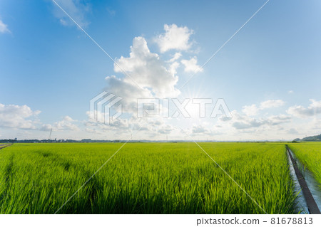 藍天稻田風景 81678813