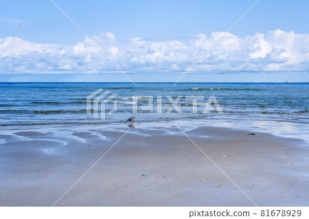 Mudflats on the east coast of the island of Texel, Netherlands 81678929