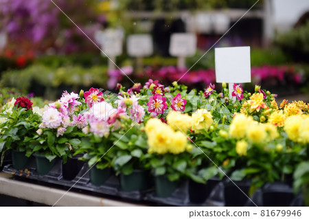 Plants in garden center or street market. Sale of varietal seedlings of flowers in pots. Sprouts of dahlias. Season of planting flowers. Plants in garden center or street market. Sale of varietal seedlings of flowers in pots. Sprouts of dahlias. Season of planting flowers. 81679946