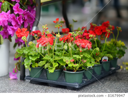 Plants in garden center or street market. Sale of varietal seedlings of flowers in pots. Sprouts of geranium. Red, pink and white pelargonium. Season of planting flowers. Plants in garden center or street market. Sale of varietal seedlings of flowers in pots. Sprouts of geranium. Red, pink and white pelargonium. Season of planting flowers. 81679947