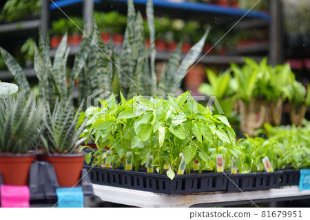 Plants in garden center in early springtime. Sale of varietal seedlings of herbs,veggies and flowers in pots. Organic sprouts of paprika. Season of planting vegetables. 81679951